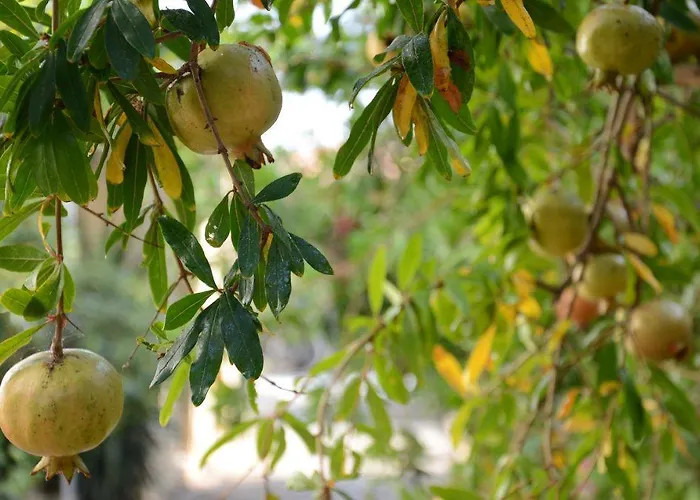 Alex Appart hôtel 3*