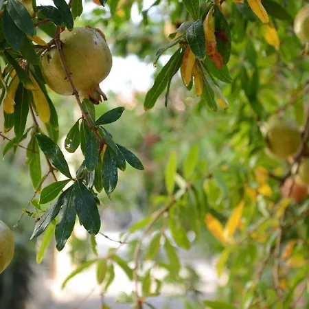 Alex Hotel apartamentowy 3*