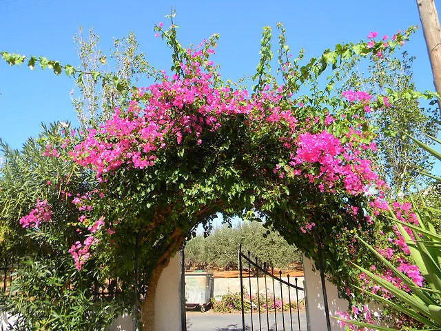 Hotel de apartamente Alex Hersonissos (Crete)